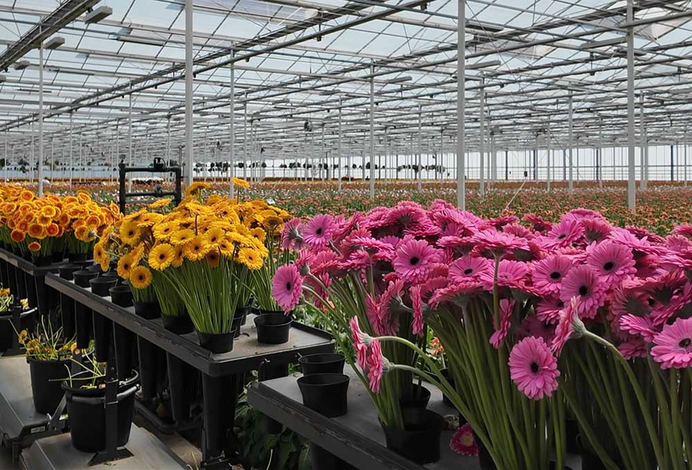 Simply Thank You - Corporate Flowers supplier warehouse